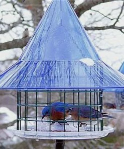 Bluebird Feeders Sky Cafe Bluebird Feeder By Arundale