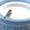 BirdBath Raft Bird Bath Raft Deck & Ground Bird Baths