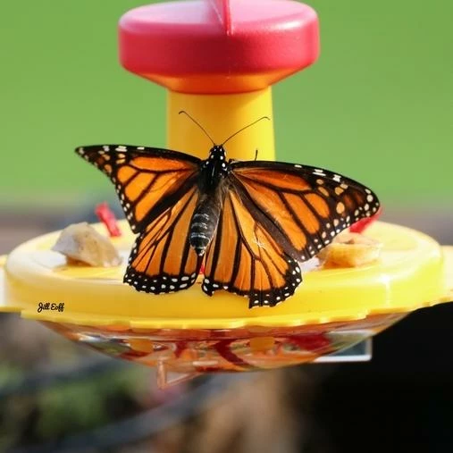 Songbird Essentials Butterfly Feeder With Nectar - Hang Or Pole Mount