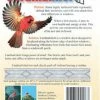 Shock Logistics Cardinal Alert Decals-Birds Attacking Windows