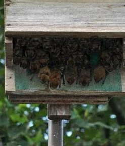 Songbird Essentials Large Capacity Bat House-5 Chamber