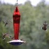 Songbird Essentials Faceted Glass Hummingbird Feeder