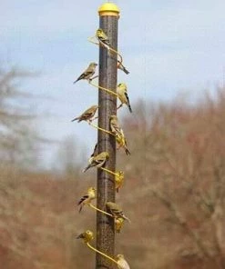 Songbird Essentials Yellow Spiral Finch Feeder-36-inch Thistle Feeders