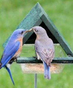 Songbird Essentials Staked Bluebird Feeder