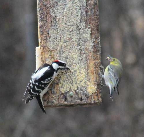 Birds Choice Specialty Foods & Mealworms Nutty Spreadable Suet