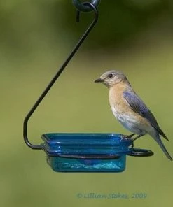 Hiatt Fruit-Jelly-Mealworm Feeder - Hanging