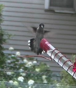 The Birdhouse Chick Hummingbird Feeders Charmer Hand-Held Hummingbird Feeder Set