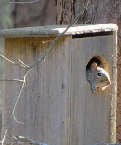 Coveside Conservation Squirrel House
