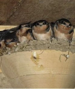 The Birdhouse Chick Barn Swallow Nest Cups - Set Of 2
